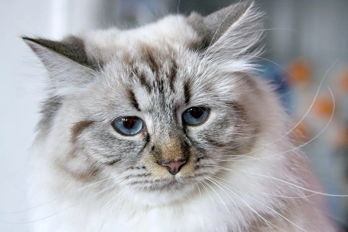 A Siberian cat