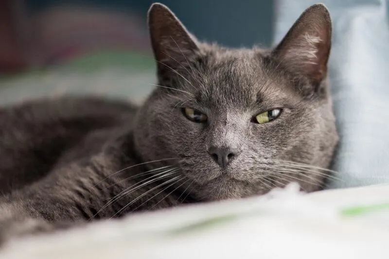 A Russian Blue cat