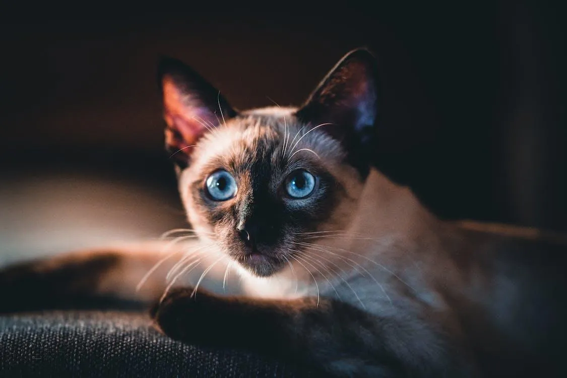 A Siamese cat