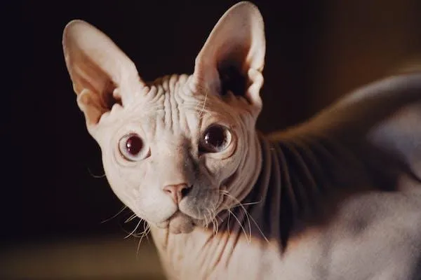 A Sphynx cat
