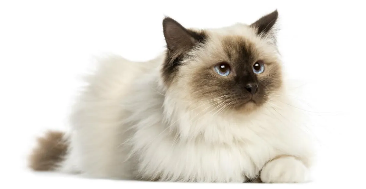 A Birman cat