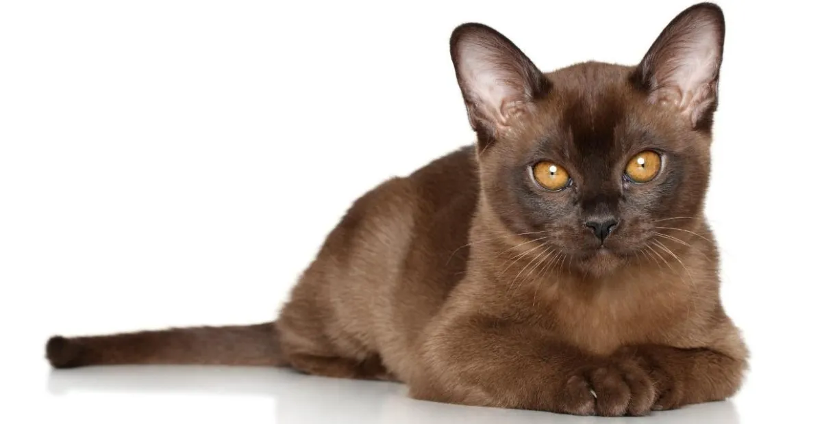 A Burmese cat