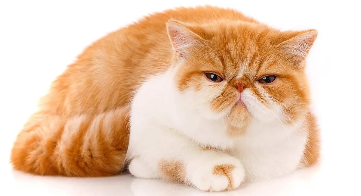 An Exotic Shorthair cat