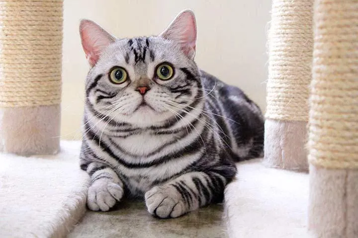 An American Shorthair cat