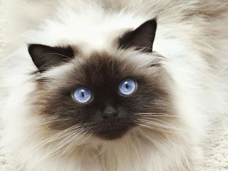 A Himalayan Cat