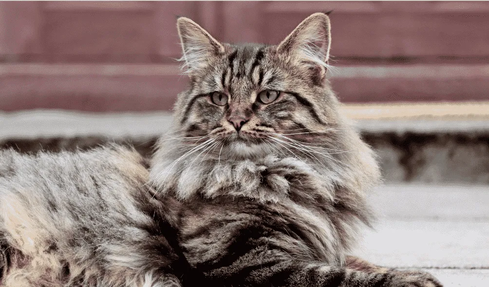 A Norwegian Forest cat