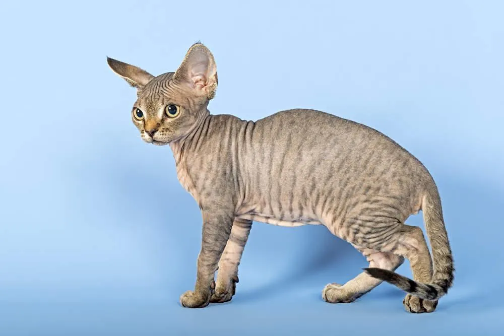 A Devon Rex Cat