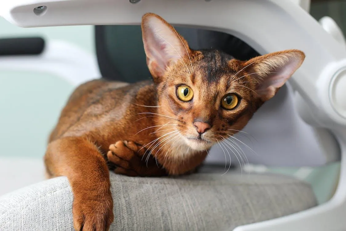 An Abyssinian cat