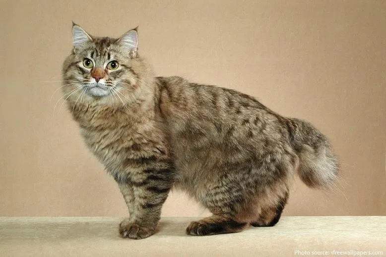 An American Bobtail cat