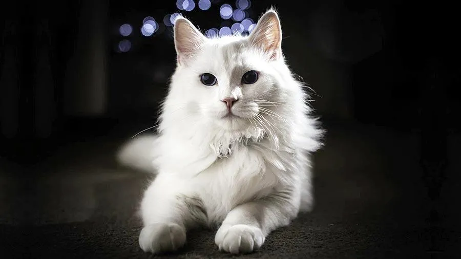 A Turkish Angora cat
