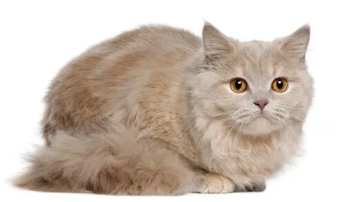 A British Longhair cat