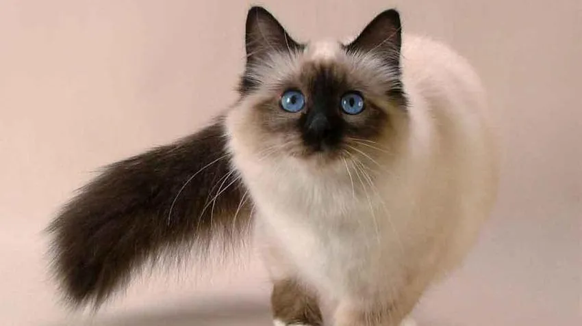 A Balinese cat