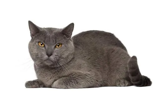 A Chartreux cat