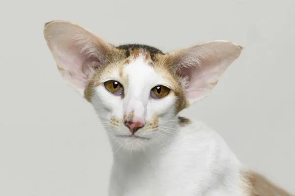 An Oriental Shorthair cat