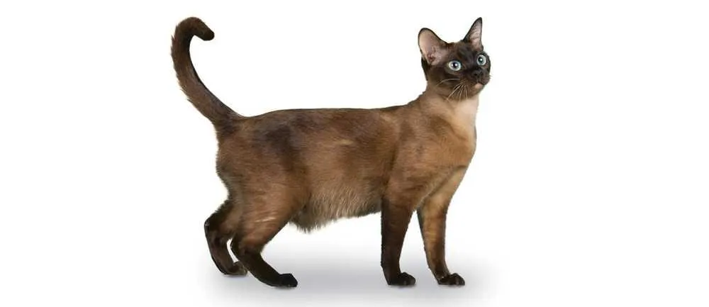A Tonkinese cat