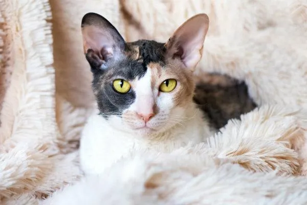 A Cornish Rex cat