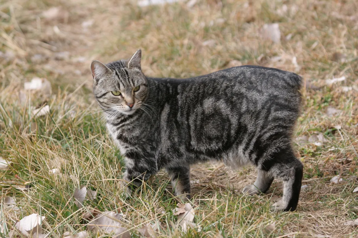 A Manx cat
