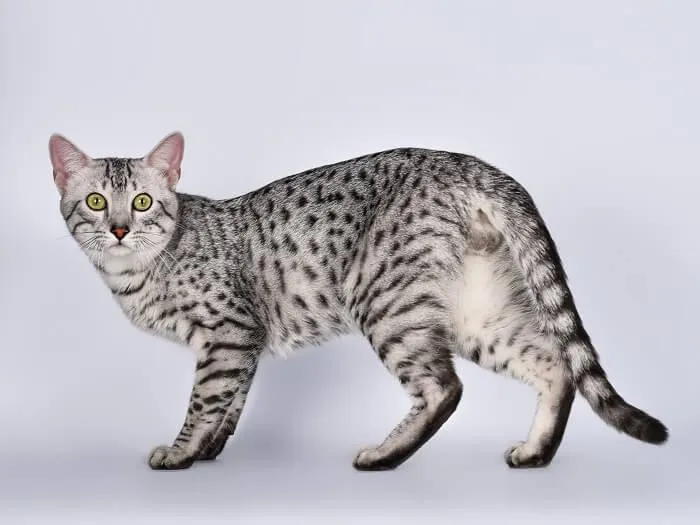 An Egyptian Mau cat