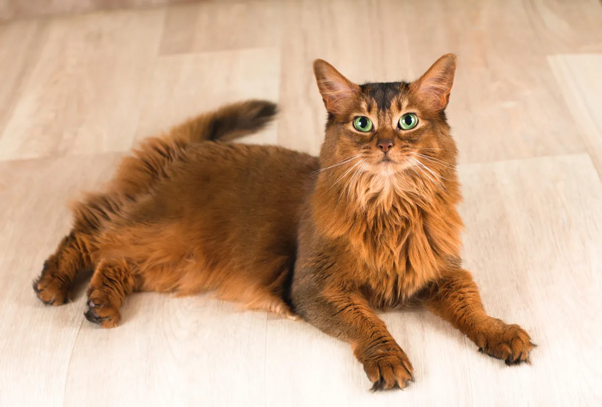 A Somali cat