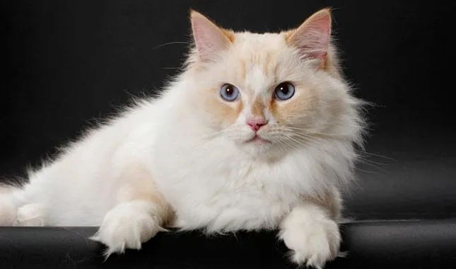 A Ragamuffin cat