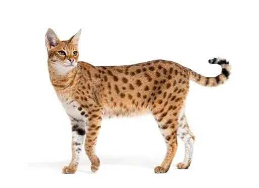 A Savannah cat