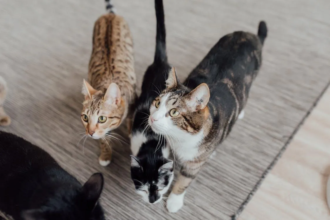 Mixed Breed Cats
