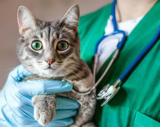 Picture of a cat being held  by a vet