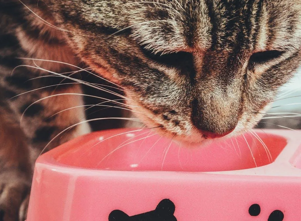 A cat drinking out of a pink bowl