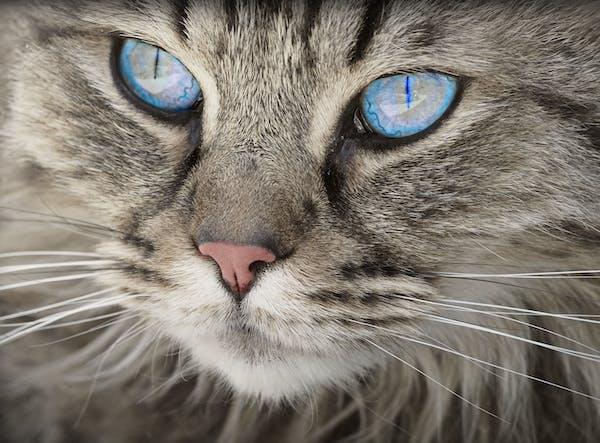 A cat with beautiful blue eyes