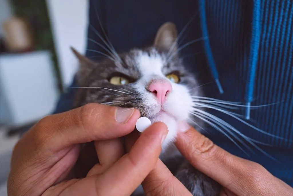 A cat being given a worming tablet