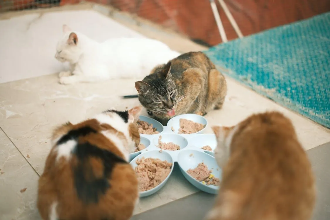 a picture of 3 cats eating food from a bowl
