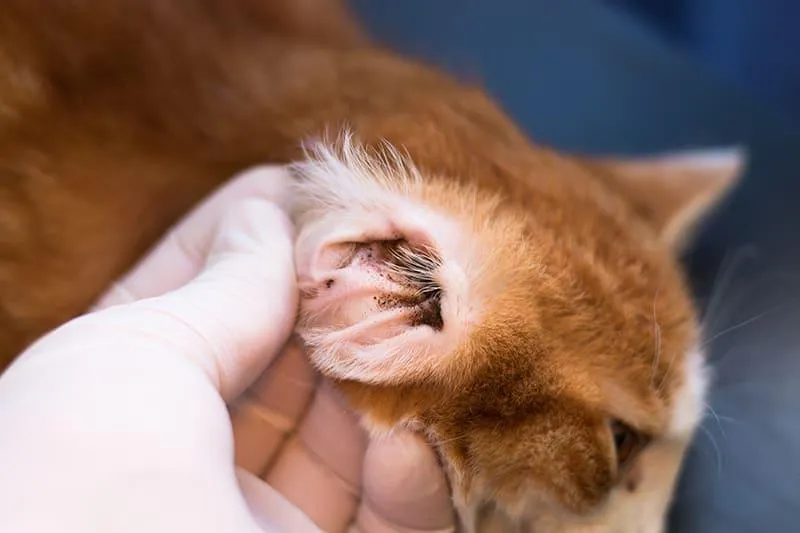 picture of a cat's ear being inspected