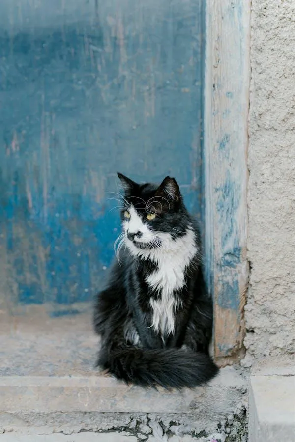 An elderly looking black & white cat
