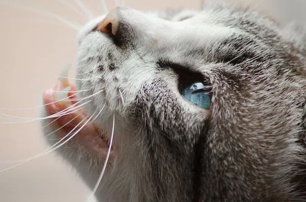 A cat looking up with its mouth open