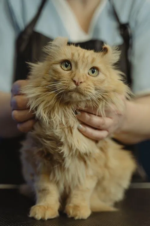 A cat being held and checked for lumps