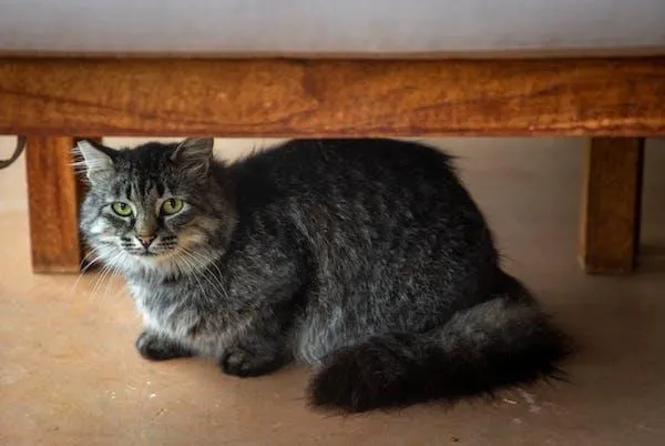 A cat hiding under a table