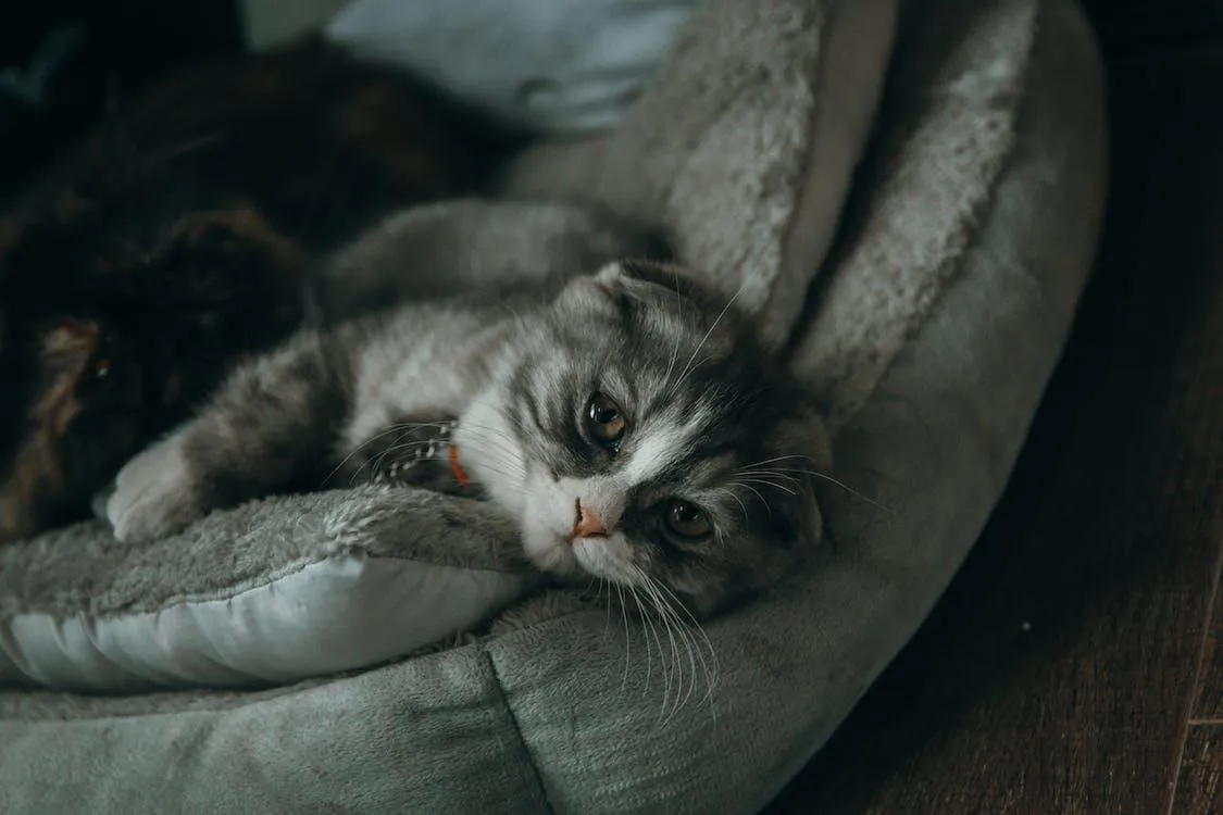 A cat hiding under a table