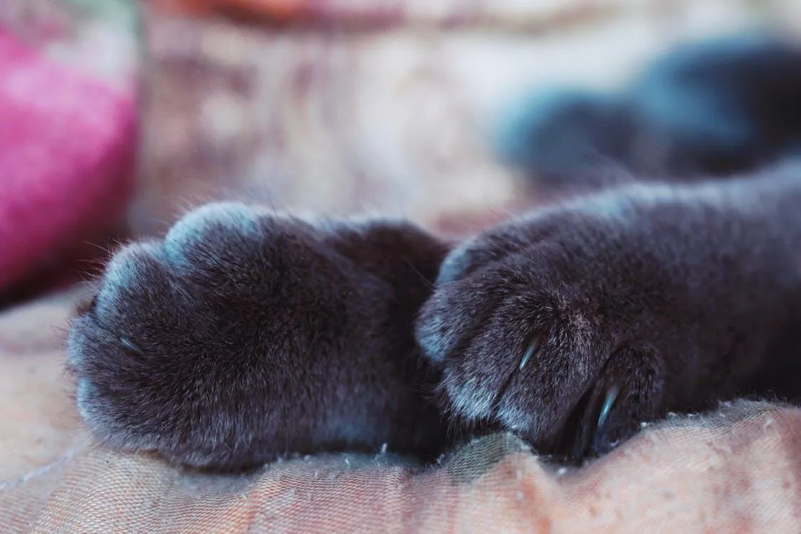 Image of cats paws