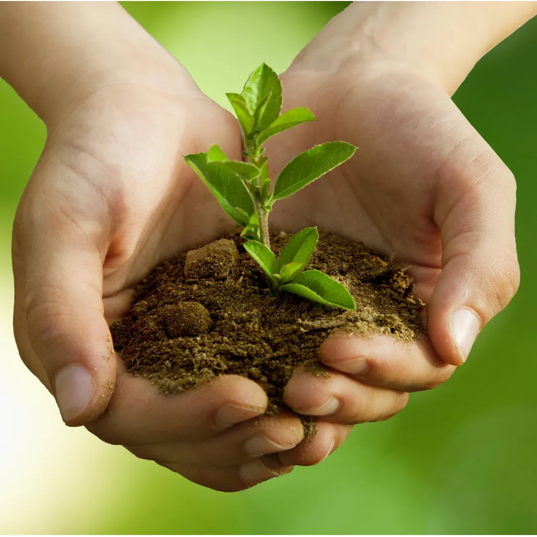 Plant Care