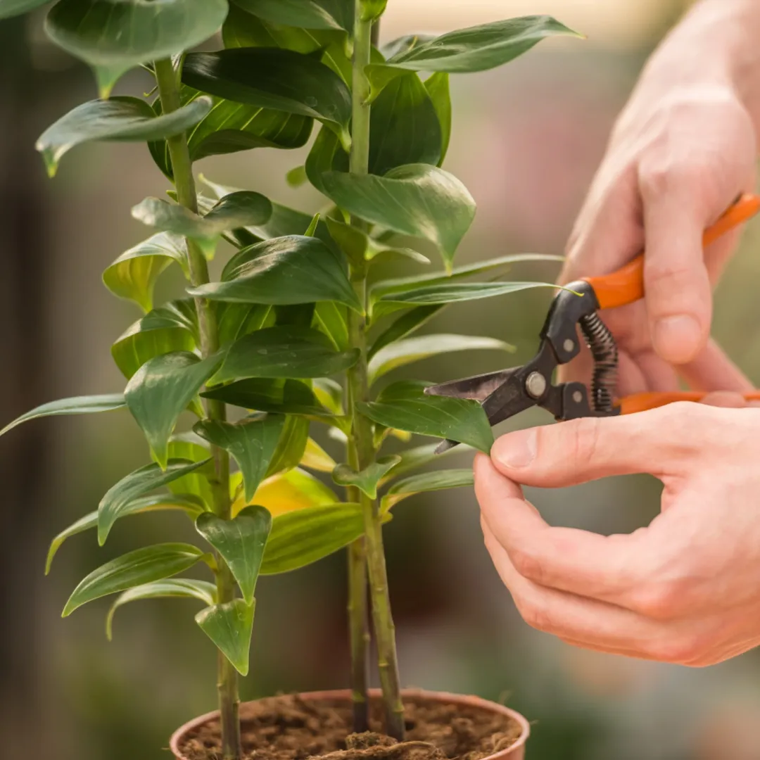 Pruning