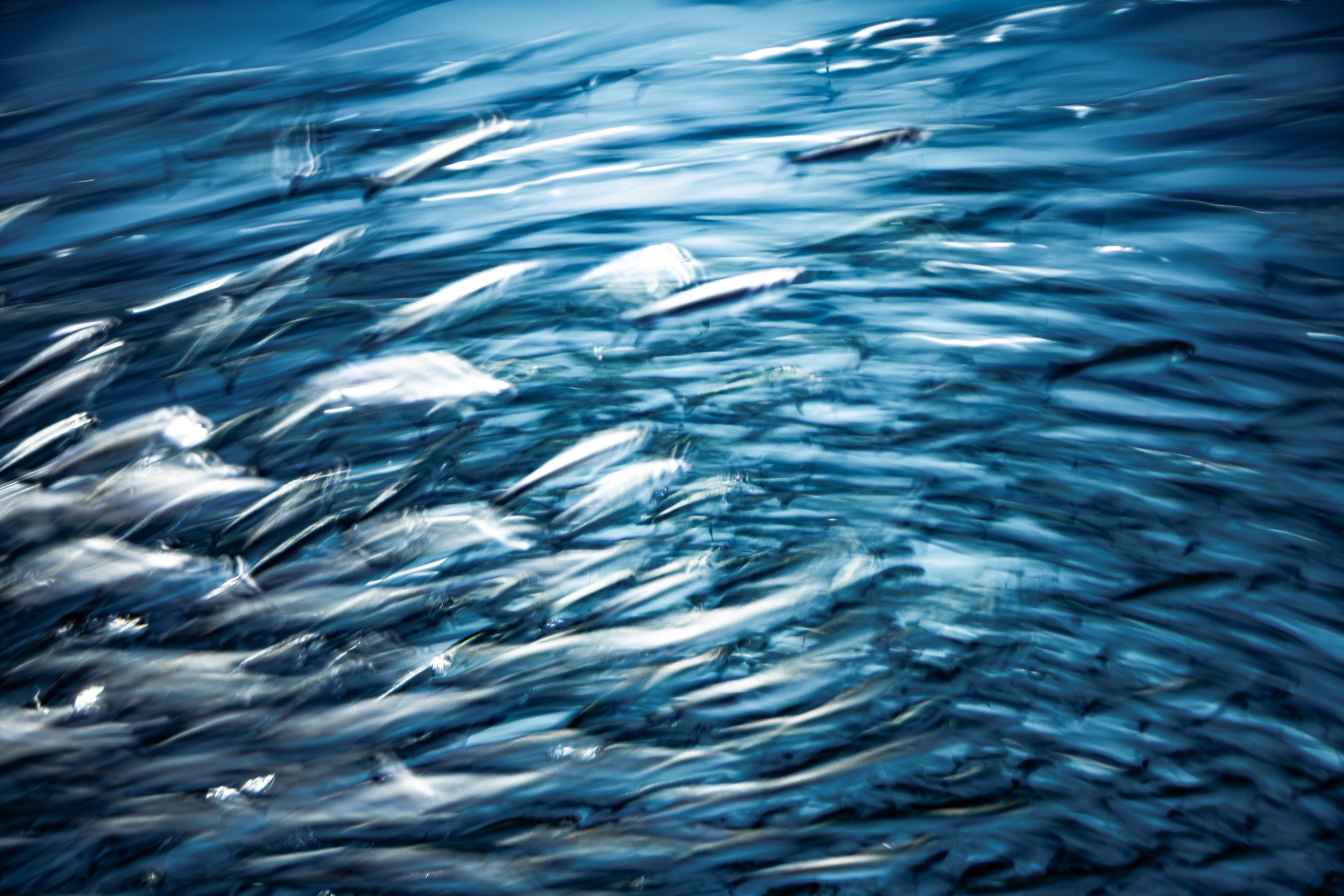 Long exposure fine art photograph at Monterey Bay Aquarium, fluid color trails drifting apart from the main current, by fine art photographer Angie Harker