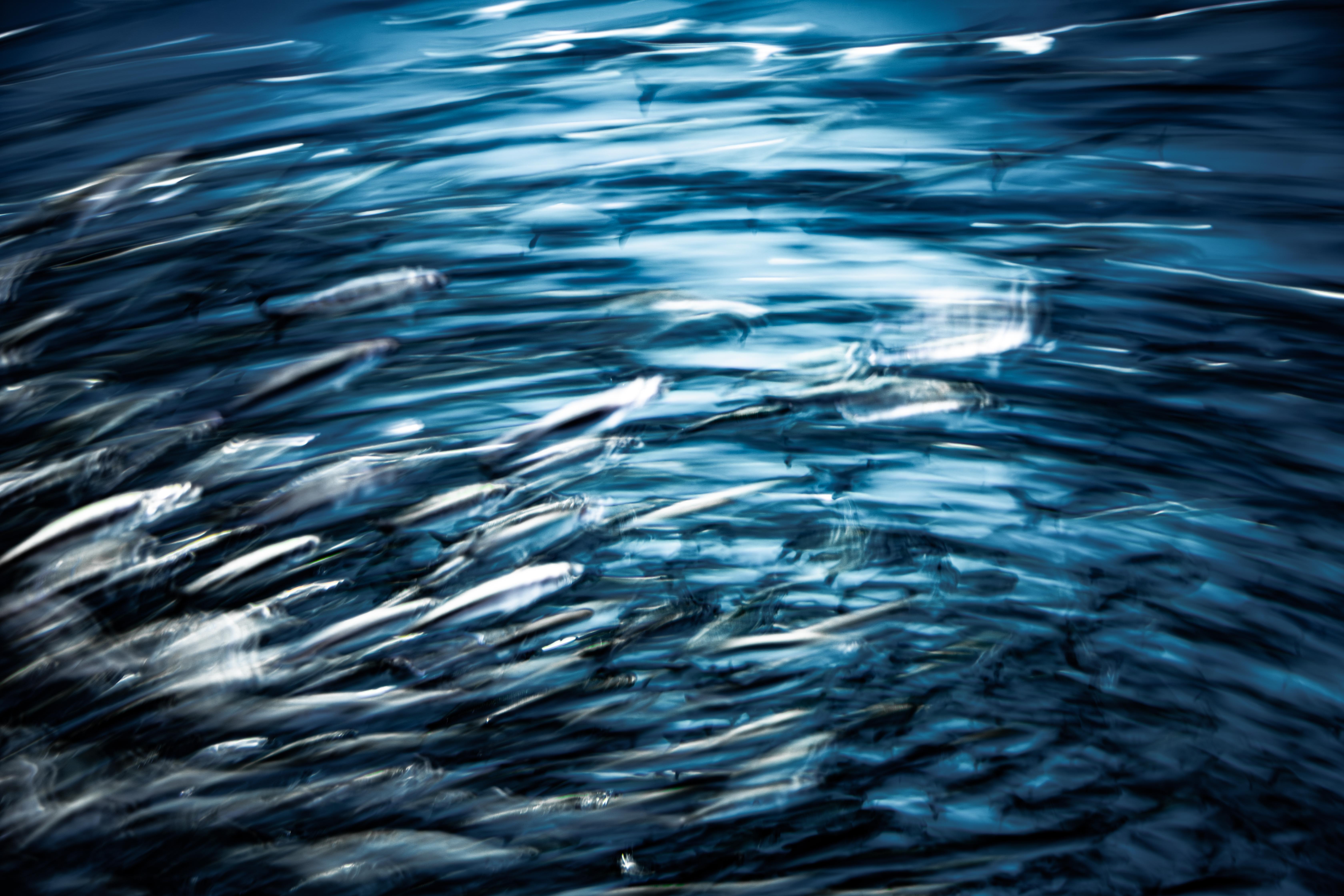 Long exposure ICM abstract photograph at Monterey Bay Aquarium, color and form breaking from collective motion into something alternative and free, by fine art photographer Angie Harker