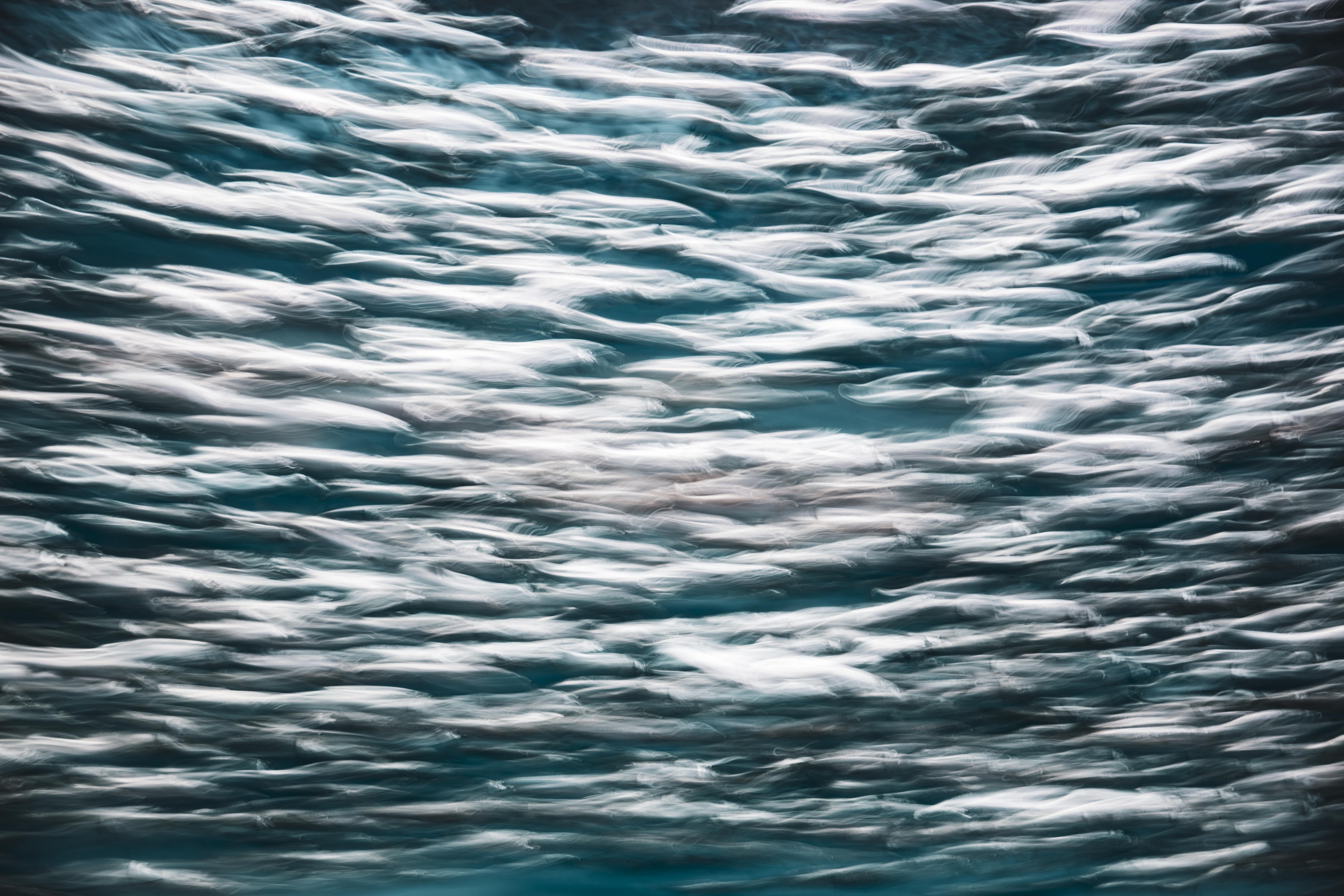 ICM abstract photograph at Monterey Bay Aquarium capturing the collective rhythm of a fish school in fluid motion, by fine art photographer Angie Harker
