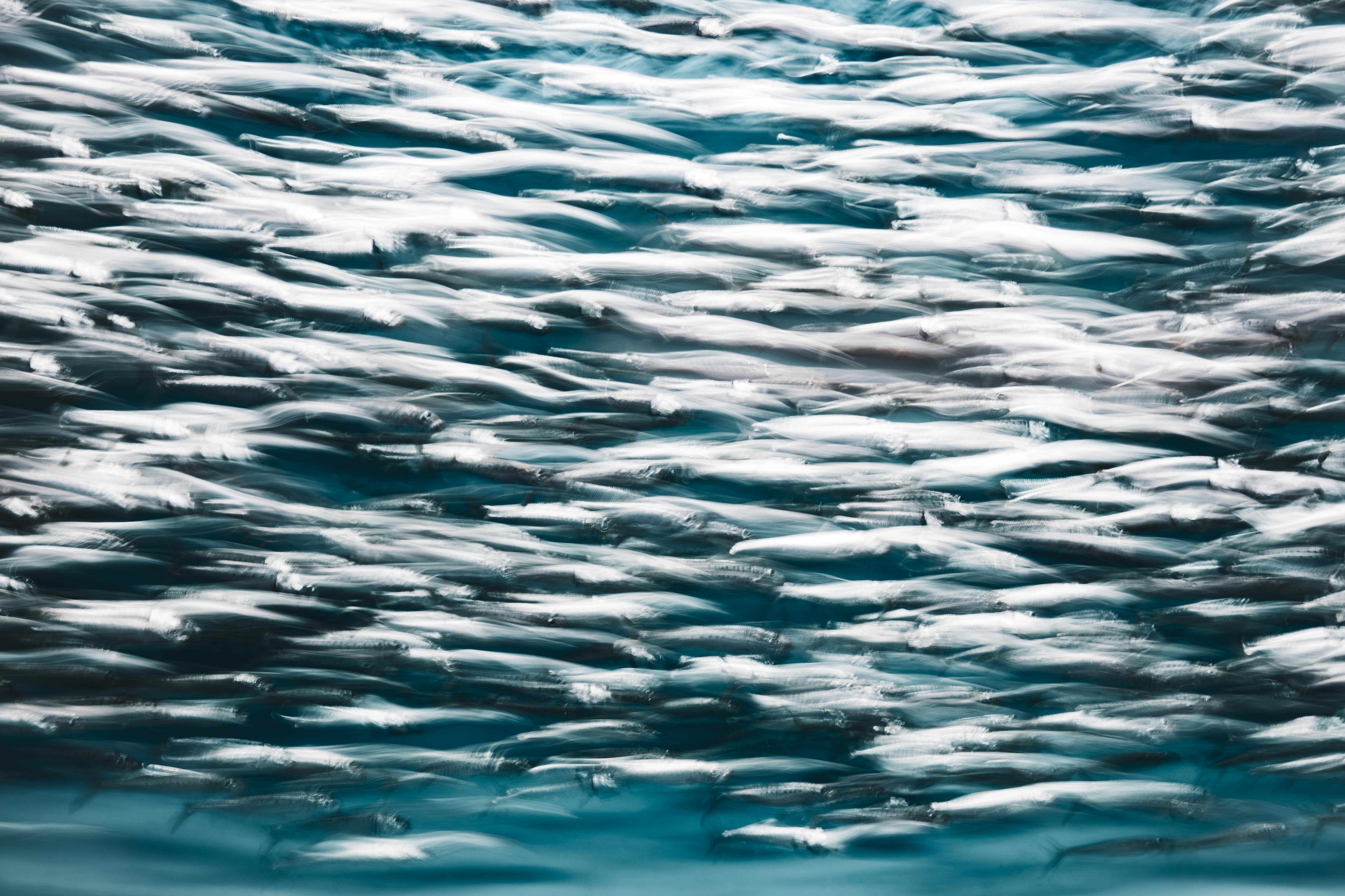 Long exposure ICM photograph at Monterey Bay Aquarium, a fish school dissolving into ribbons of silver and blue, by fine art photographer Angie Harker
