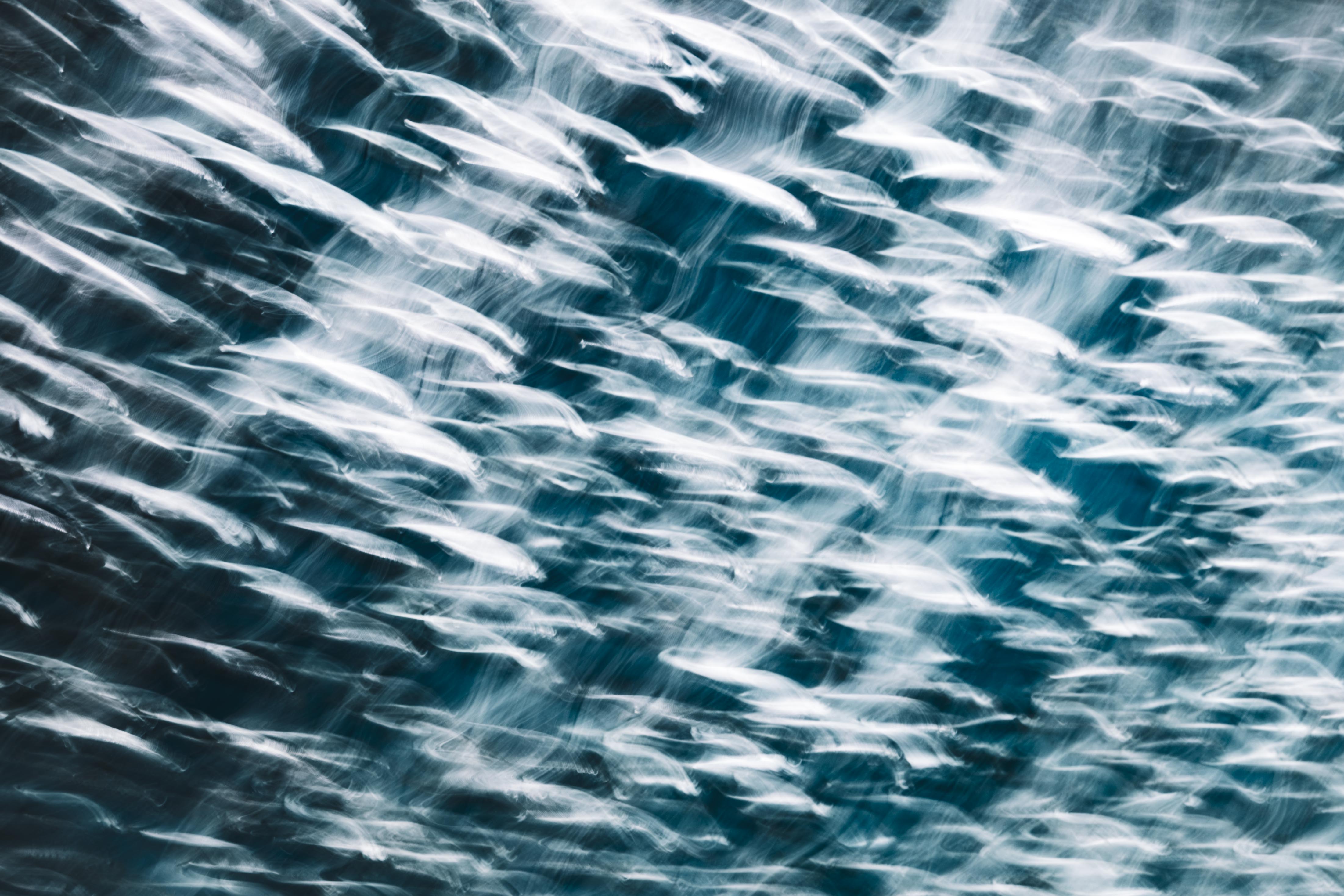 Fine art ICM photograph at Monterey Bay Aquarium, light catching a fish school as it moves through water in fluid streaks of color, by fine art photographer Angie Harker
