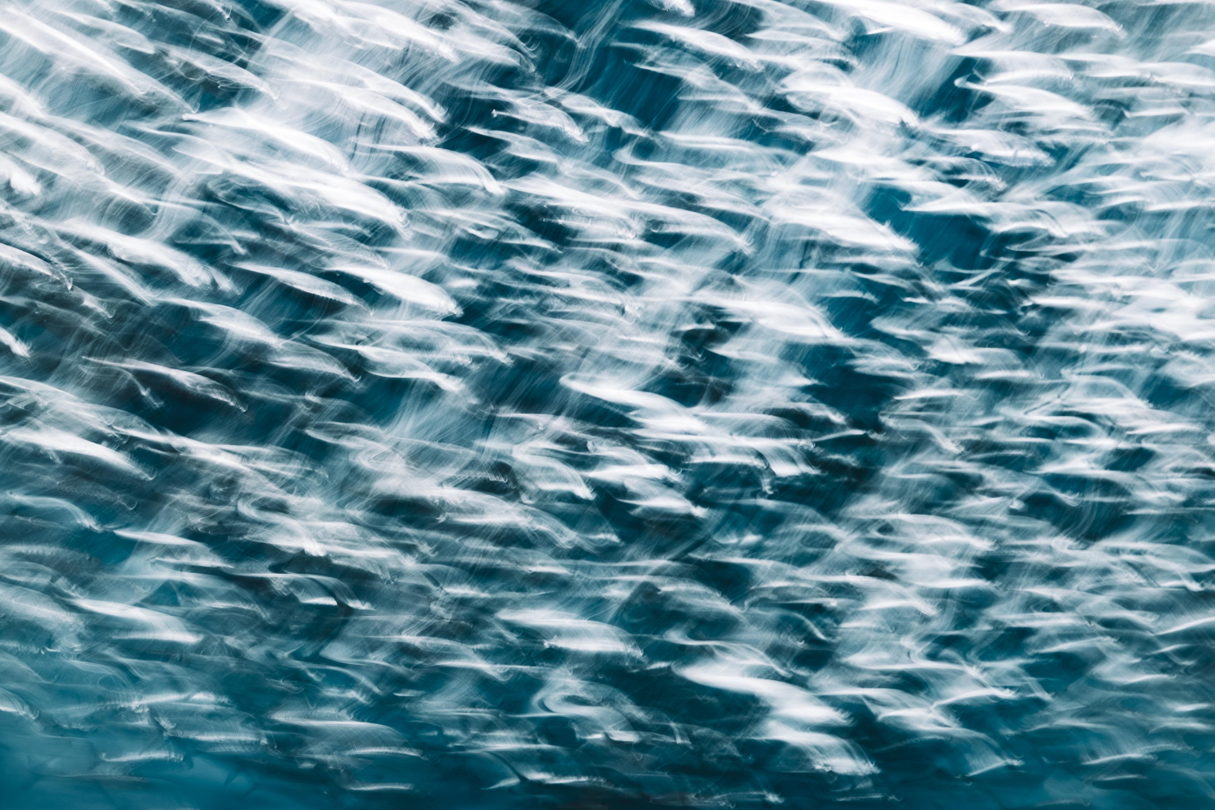 Abstract long exposure photograph at Monterey Bay Aquarium, the collective intelligence of a fish school rendered in flowing color and form, by fine art photographer Angie Harker