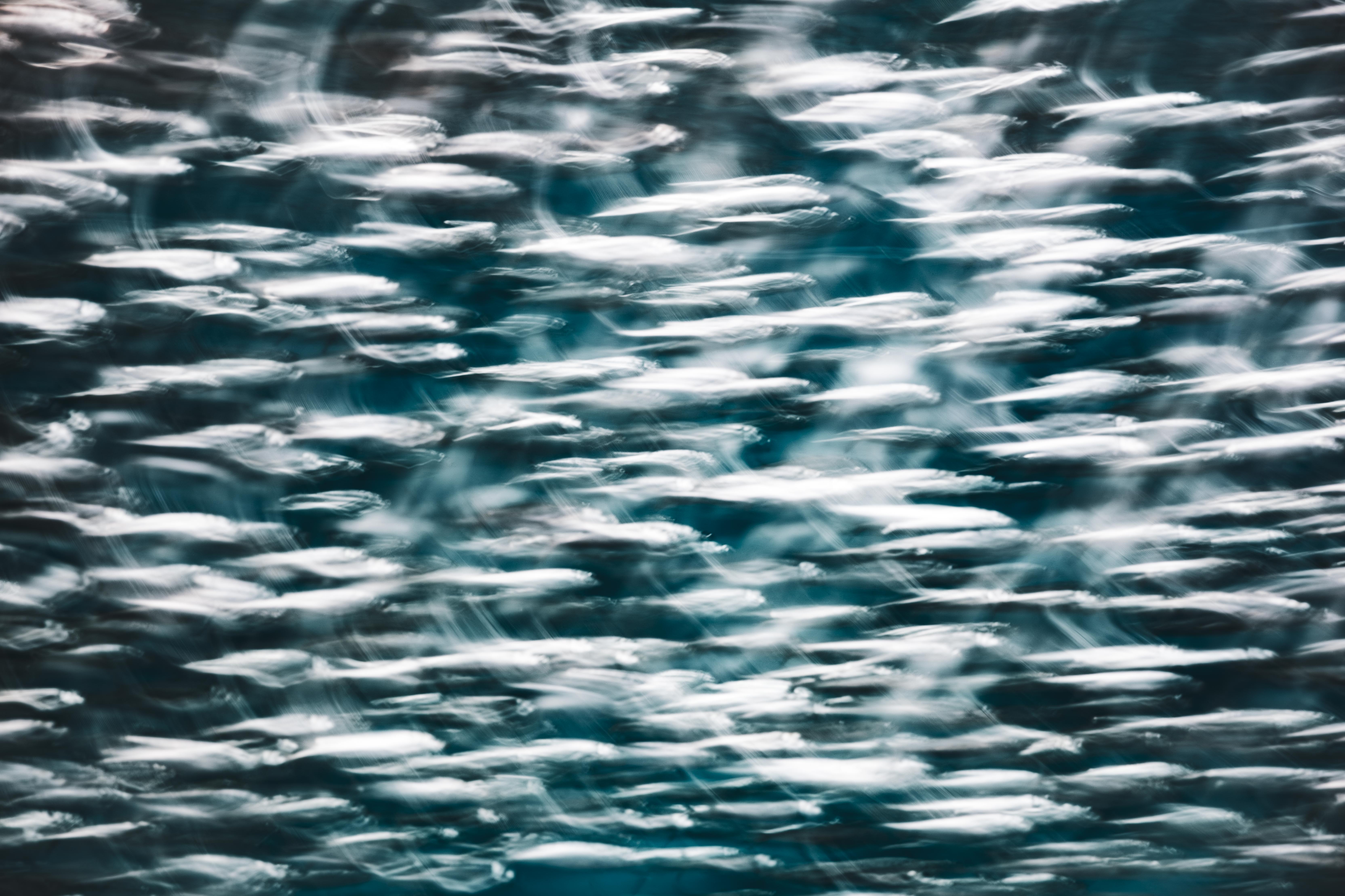 Abstract ICM fine art photograph of fish in motion at Monterey Bay Aquarium, color flowing in continuous current, by fine art photographer Angie Harker