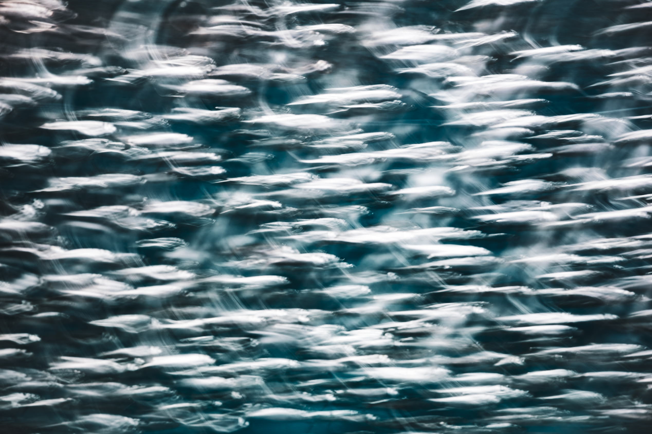 Abstract ICM fine art photograph of fish in motion at Monterey Bay Aquarium, color flowing in continuous current, by fine art photographer Angie Harker