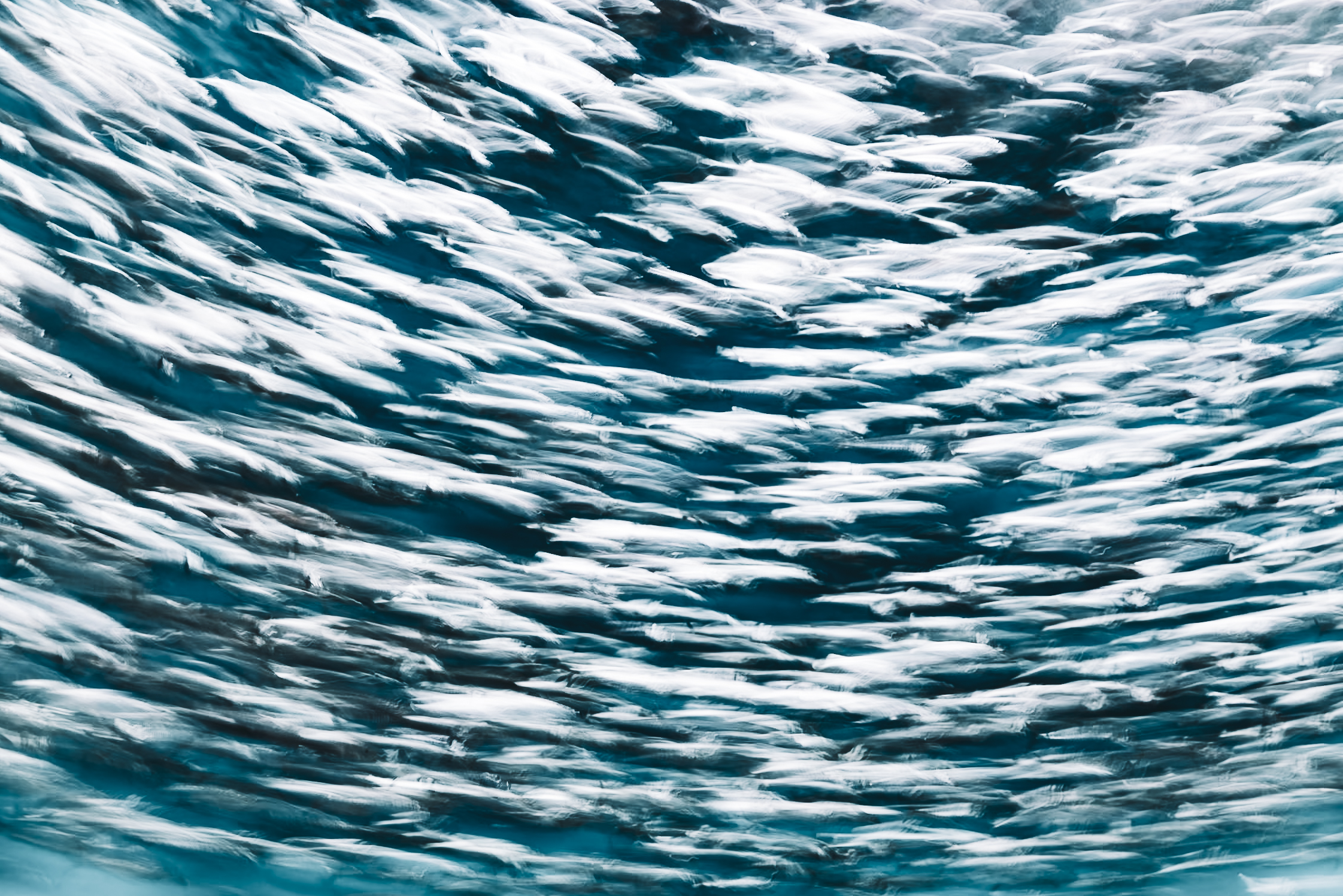 Long exposure ICM photograph at Monterey Bay Aquarium, a surge of color and motion as a fish school turns in unison, by fine art photographer Angie Harker