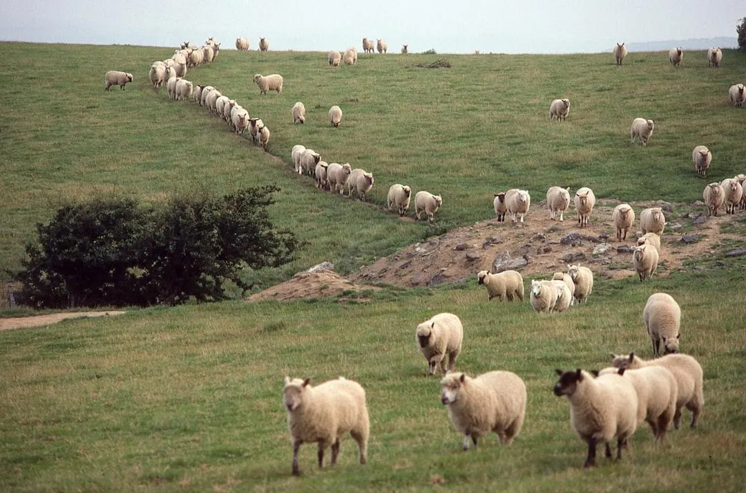 Following
